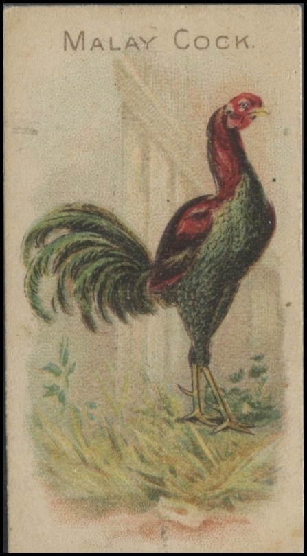 Malay Cock